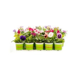 100mm Potted Colour - Assorted Annuals