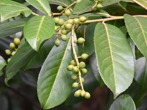 A branch of a bay tree with green leaves and seeds