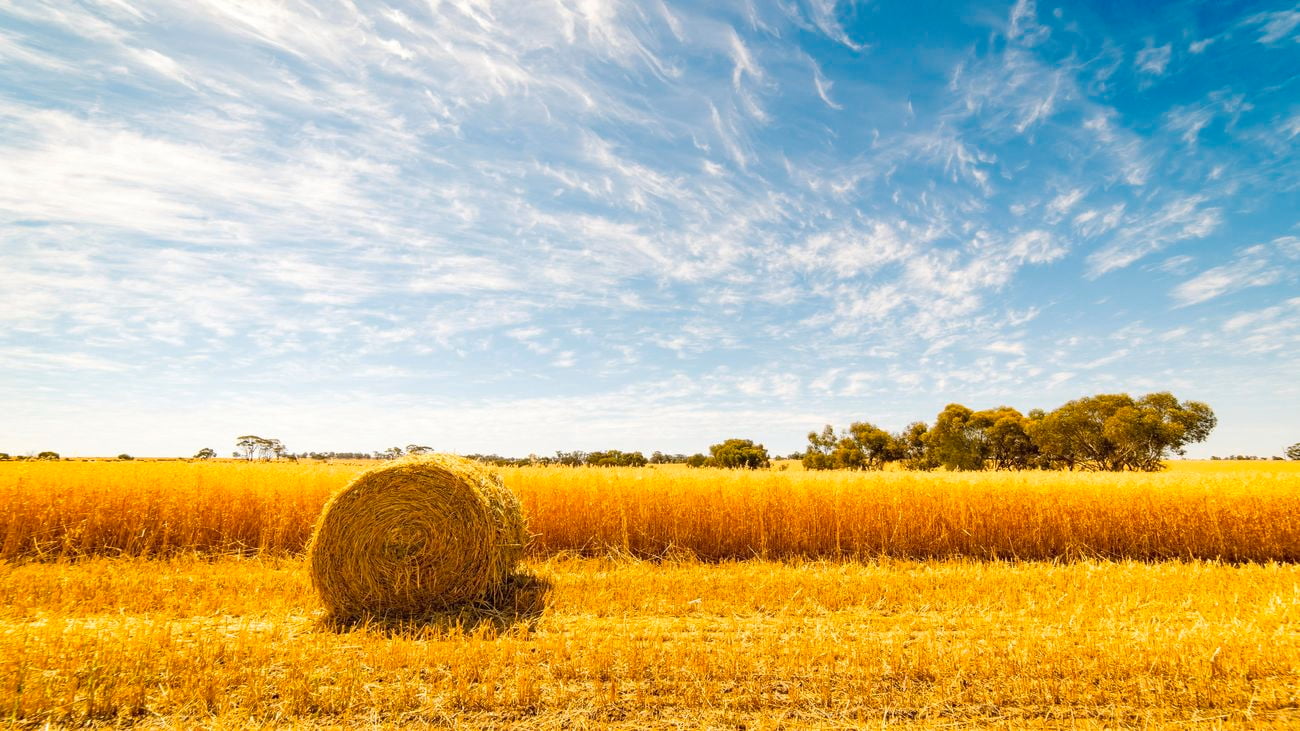 a wide shot of a hey field on a sunny day
