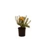 140mm Eutaxia Esperance Select