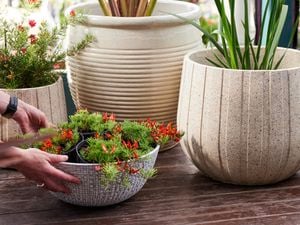 Four pots with plants in them outside
