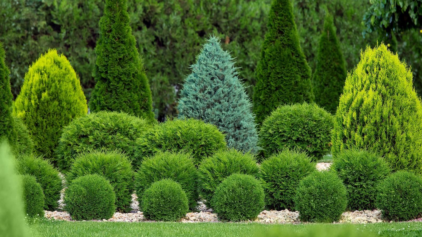 Types Of Conifers For Landscaping How To Identify Pine Trees (Plus,