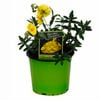 130mm Rock Rose - Helianthemum Wisely Primrose