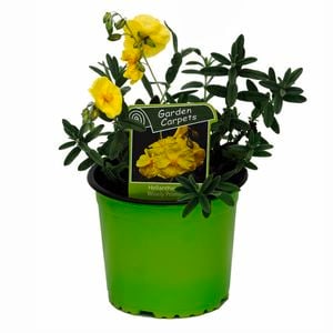 130mm Rock Rose - Helianthemum Wisely Primrose