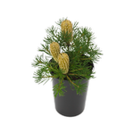 180mm Banksia Birthday Candles - Banksia spinulosa