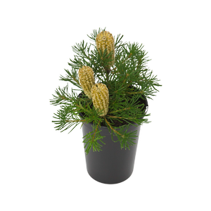 180mm Banksia Birthday Candles - Banksia spinulosa