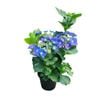 4L Hydrangea Nightingale - Hydrangea macrophylla