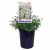 140mm Everlasting - Rhodanthe anthemoides 'Paper Girl'