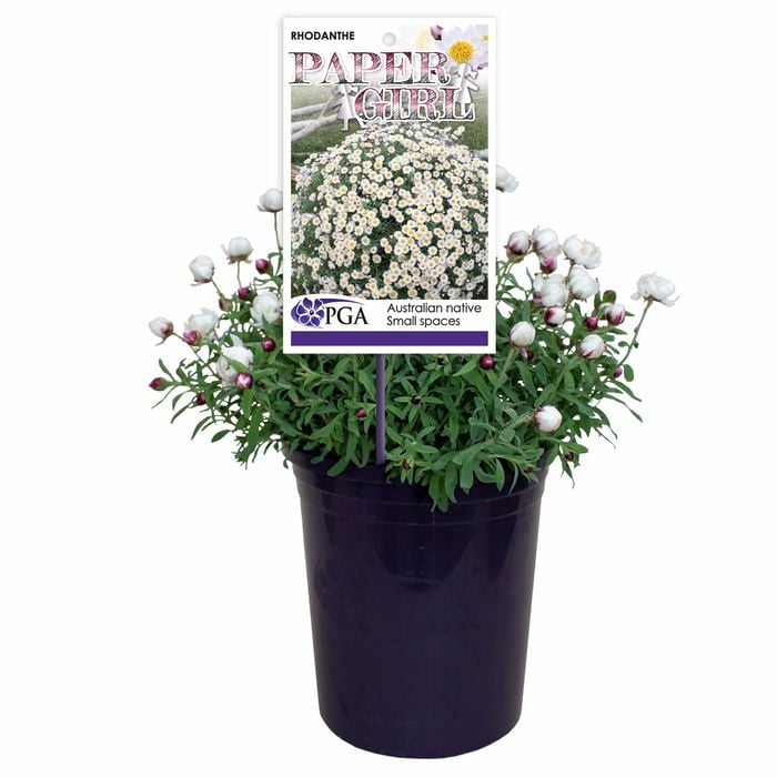 140mm Everlasting - Rhodanthe anthemoides 'Paper Girl'