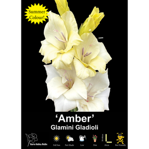 Yarra Valley Bulbs Glamini Gladioli Amber - 4 Pack