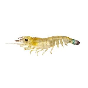 Nomad Design Live Ops Sumo Shrimp UnRigged 5" Soft Plastic Fishing Lure Fried Banana