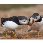 Atlantic Puffin Cliffs Skomer Island  Print 100% Australian Made 90 x 60cm  (Stretched)