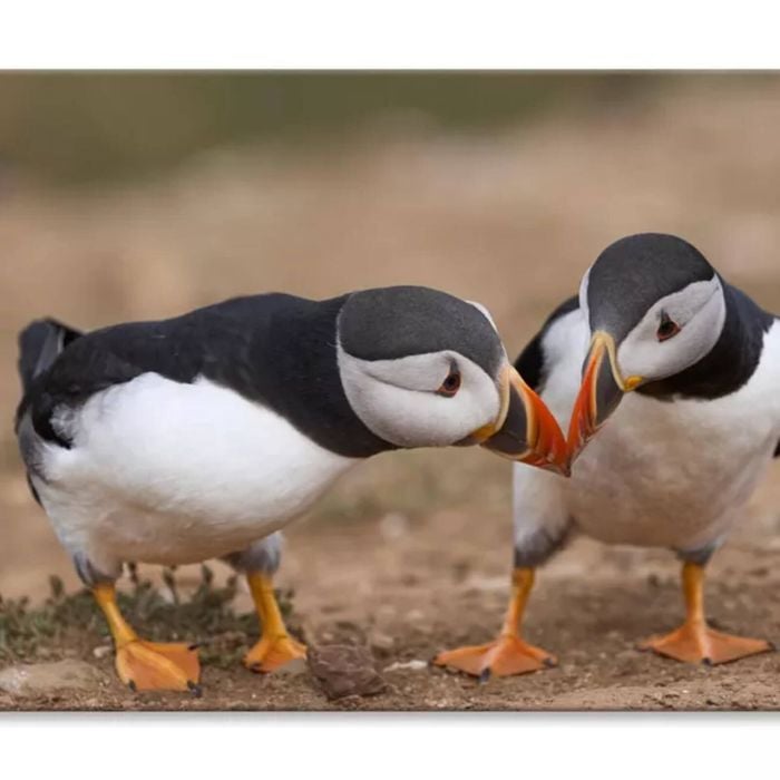 Atlantic Puffin Cliffs Skomer Island  Print 100% Australian Made 90 x 60cm  (Stretched)