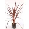 250mm Cordyline Purple Sensation - Cordyline banksii