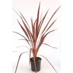 250mm Cordyline Purple Sensation - Cordyline banksii