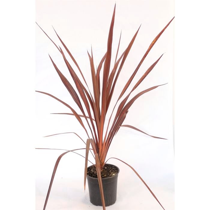 250mm Cordyline Purple Sensation - Cordyline banksii