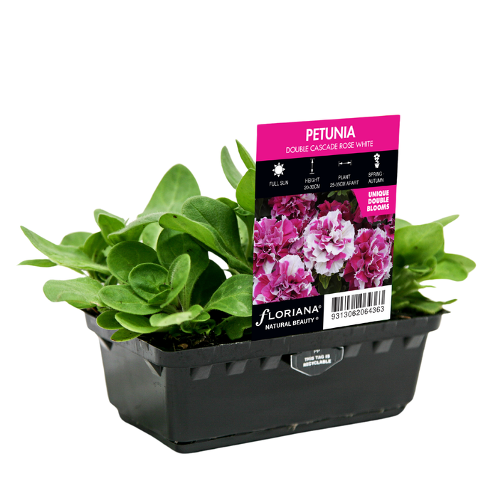 Punnet Petunia Double Cascade Rose White - Petunia x hybrida