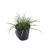 1.9L Carex Everest - Carex oshimensis