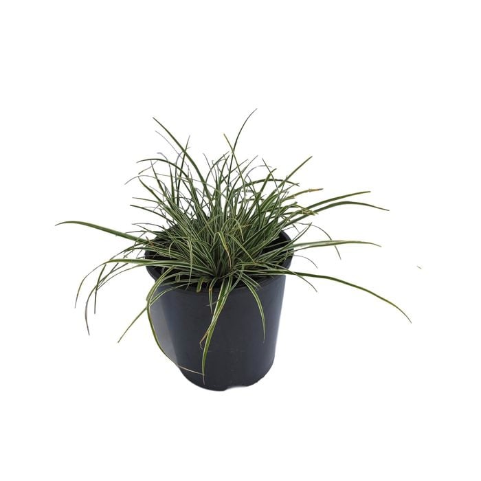 1.9L Carex Everest - Carex oshimensis