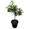 30L Bearss Lime - Citrus latifolia