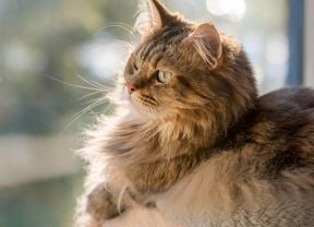 A cat sitting on a cat bed on a carpeted ledge.
