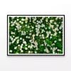 Wild White Daisies Meadow   Print 100% Australian Made 120x90cm  (Poster)