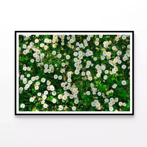 Wild White Daisies Meadow   Print 100% Australian Made 120x90cm  (Poster)