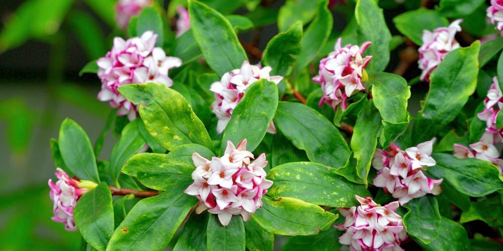 wide shot of a daphne plant