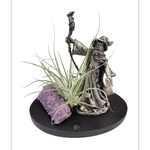 Size E Novelty Tillandsia