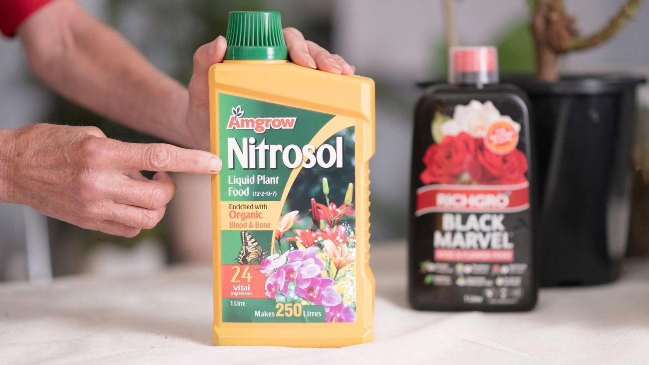 A person is pointing at Amgrow Nitrosol liquid plant food.