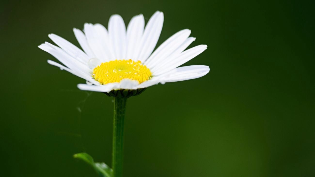 close up of a pyrethrum daisy