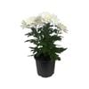 130mm Pot Mum - Chrysanthemum