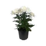130mm Pot Mum - Chrysanthemum