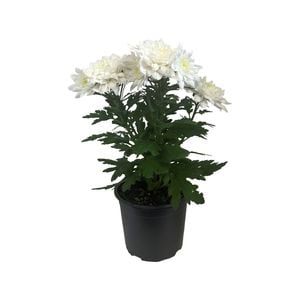 130mm Pot Mum - Chrysanthemum