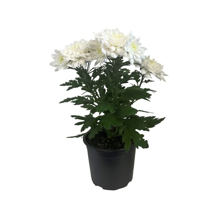 130mm Pot Mum - Chrysanthemum