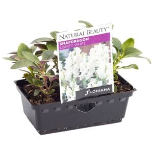 Snapdragon Liberty White Punnet - Antirrhinum majus