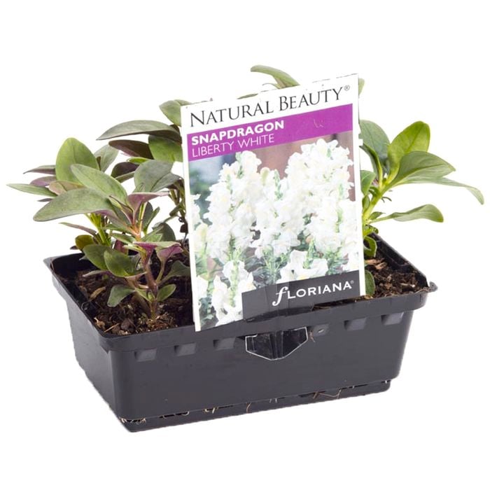 Snapdragon Liberty White Punnet - Antirrhinum majus