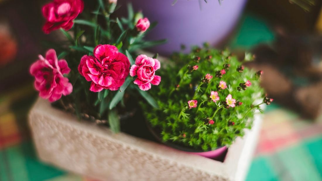 potted dianthus flowers from a high angle