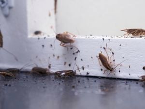 Lots of bugs on a floor