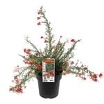 200mm Grevillea Winter Delight - Grevillea lanigera Lavandulacea