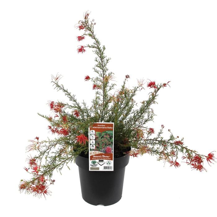 200mm Grevillea Winter Delight - Grevillea lanigera Lavandulacea