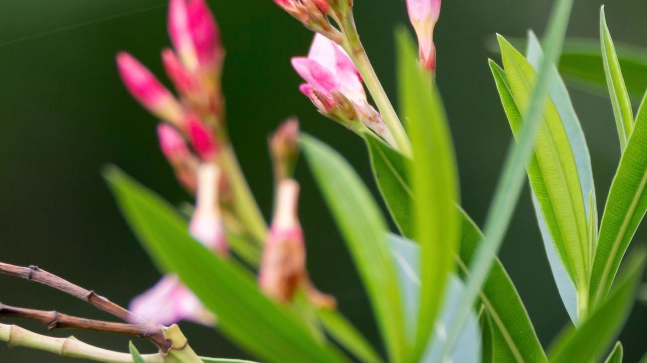 Pink oleander flowers