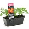 Punnet Marigold Orange Boy - Tagetes patula