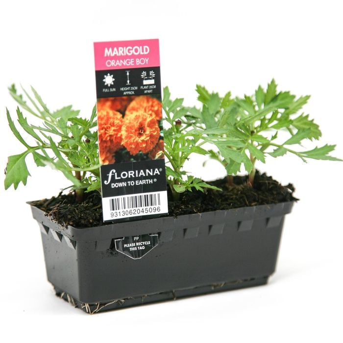 Punnet Marigold Orange Boy - Tagetes patula
