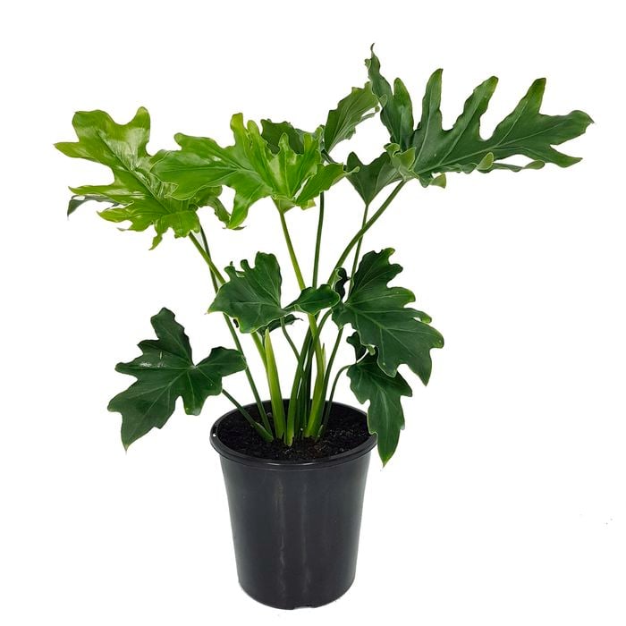 125mm Philodendron Hope -  Philodendron Bipinnatifidum