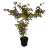 10L Japanese Maple - Acer palmatum Osakazuki