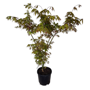 10L Japanese Maple - Acer palmatum Osakazuki