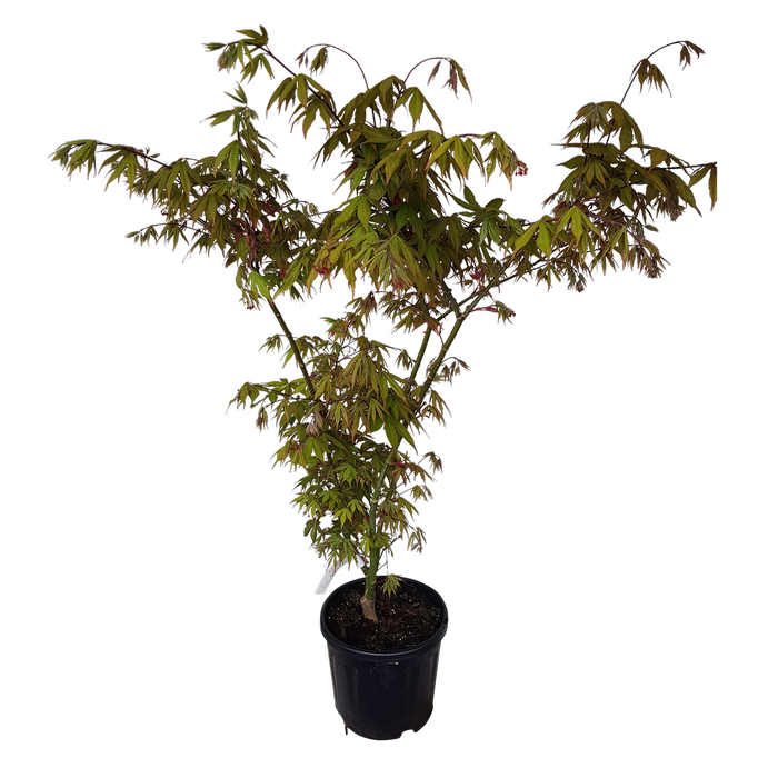 10L Japanese Maple - Acer palmatum Osakazuki