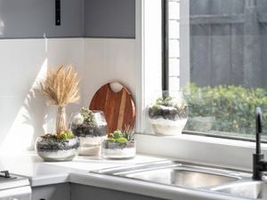 Four glass terrariums with pebbles and plants on a kitchen bench and windowsill