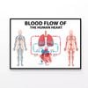 Blood Flow of Human Heart Illustration  Print 100% Australian Made 90x60cm  (Poster)